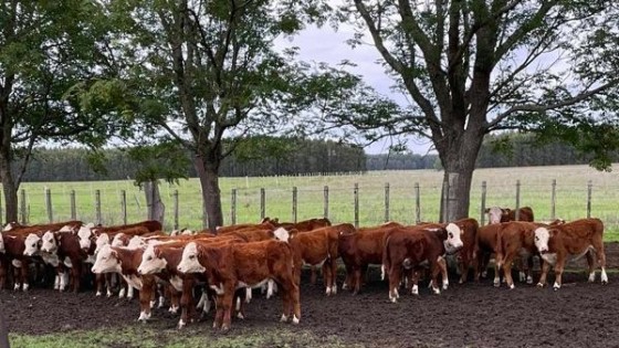 F. Muñoz: ''En el inicio del destete recomendamos minerales y metabólicos'' — Sanidad — Dinámica Rural | El Espectador 810