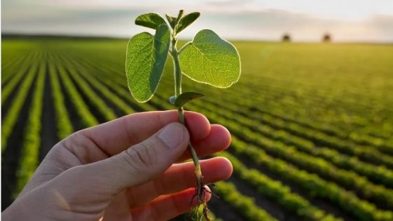 Argentina: estiman un caída de 20 mil millones de dólares  — Economía — Dinámica Rural | El Espectador 810