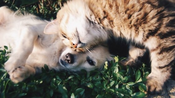 ¿Qué te está diciendo tu mascota? — Tu mascota te quiere decir algo — Paren Todo | El Espectador 810