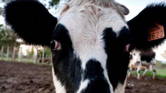 Programa piloto de “La Leche y el Agua”, un debate con panelistas invitados sobre metáfora de Lacalle Cow — Columna de Darwin — No Toquen Nada | El Espectador 810