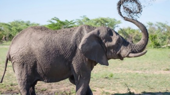 El hashtag del elefante — De qué te reís: Diego Bello — Más Temprano Que Tarde | El Espectador 810