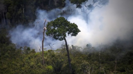 Alejandro Nario: “Si continúa el avance sobre la Amazonia, tendremos graves problemas” — Entrevistas — Al Día 810 | El Espectador 810