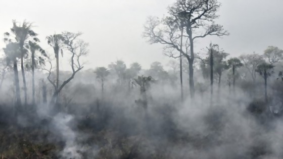 Ayuda de NatGeo a maestras: la Amazonia no es el pulmón del mundo — Audios — No Toquen Nada | El Espectador 810