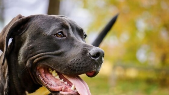 El origen de las razas: Pit Bull — Tu mascota te quiere decir algo — Paren Todo | El Espectador 810