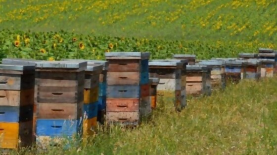 Apicultores podrán acceder a adelantos a cuenta con tambores como garantía — Apicultura — Dinámica Rural | El Espectador 810