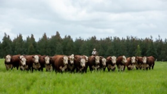 Hereford: viernes 19 y sábado 20 de mayo la Agropecuaria de Salto será sede de la 5a Expo Nacional  — Exposiciones — Dinámica Rural | El Espectador 810