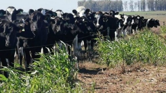 Javier Soria sobre quinto remate de Nilo Pérez e Hijos: “es un buen momento para invertir en estos ganados” — Lechería — Dinámica Rural | El Espectador 810