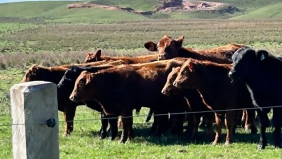 Rodrigo Branca: el incremento de la confianza en una inversión ganadera con foco en la tecnología — Inversión — Dinámica Rural | El Espectador 810