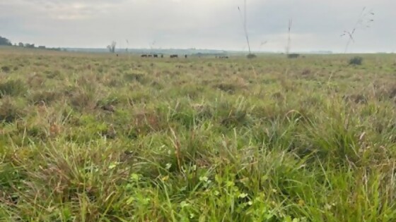 Mario Bidegain: un arranque de setiembre con precipitaciones escasas — Clima — Dinámica Rural | El Espectador 810