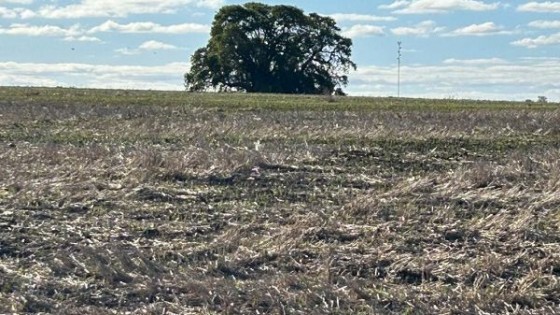 Bidegain sobre lluvias para miércoles y jueves: escasas y centradas en el sur y sureste del país — Clima — Dinámica Rural | El Espectador 810