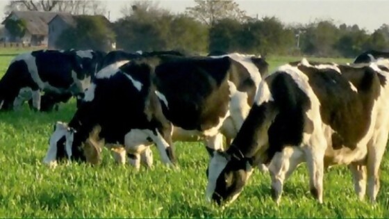 Fabián Hernández: resultados de medición y gestión de pasturas “han sido muy buenos” — Lechería — Dinámica Rural | El Espectador 810