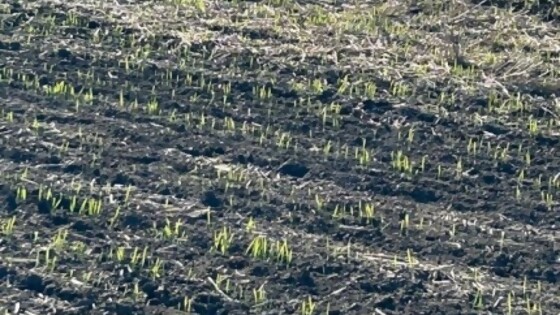 Mario Bidegain: las lluvias más importantes van a estar centradas en el día miércoles — Clima — Dinámica Rural | El Espectador 810