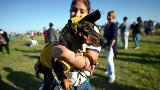 Tenencia responsable de mascotas — Tu mascota te quiere decir algo — Paren Todo | El Espectador 810