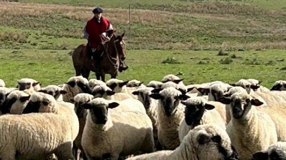 Fros: mejorar la tracción de la cadena, ya sea en la carne como en la lana — Mercado Lanero — Dinámica Rural | El Espectador 810