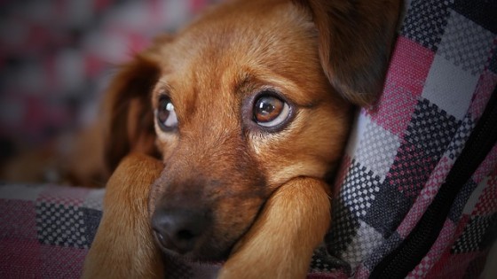 Problemas de comportamiento poco usuales en las mascotas — Tu mascota te quiere decir algo — Paren Todo | El Espectador 810