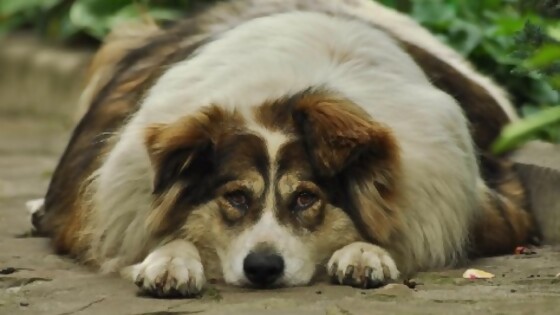 Obesidad en las mascotas — Tu mascota te quiere decir algo — Paren Todo | El Espectador 810