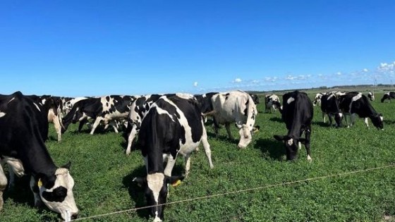 Liquidación de San Agustín: Escritorio Urchitano remata uno de “los rodeos de punta del país”, destacó Brum — Lechería — Dinámica Rural | El Espectador 810