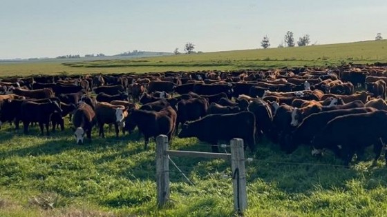 Se aguardan lluvias para el jueves, con posterior descenso de temperatura — Clima — Dinámica Rural | El Espectador 810