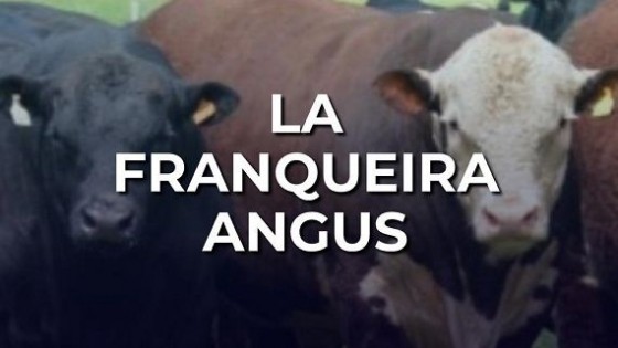 La Franqueira pone en pista, en su primer remate anual, 22 toros angus — Zafra — Dinámica Rural | El Espectador 810