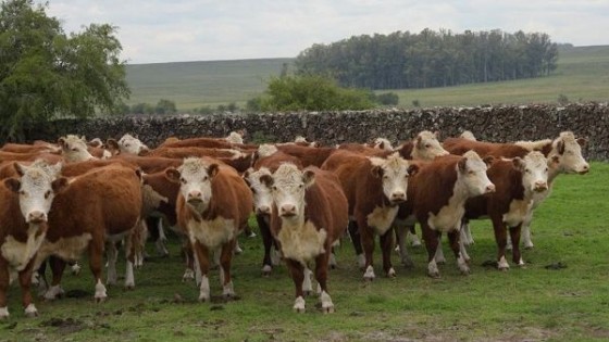 A. Costa: la convicción es producir más terneros, así se ve en cada remate Hereford — Zafra — Dinámica Rural | El Espectador 810