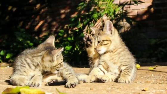 Caída de pelo, acicalamiento y el lamido del gato — Tu mascota te quiere decir algo — Paren Todo | El Espectador 810