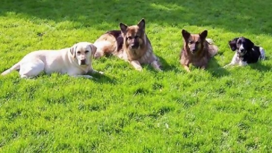 Golpe de calor en las mascotas — Tu mascota te quiere decir algo — Paren Todo | El Espectador 810