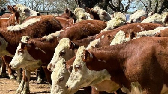 Juan Campos: cada vez más productores se están desafiando con la IATF — Reproducción — Dinámica Rural | El Espectador 810