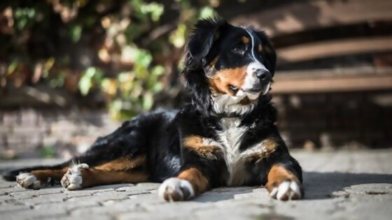 Ansiedad por separación  — Tu mascota te quiere decir algo — Paren Todo | El Espectador 810