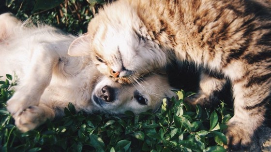 Medicina preventiva en las mascotas — Tu mascota te quiere decir algo — Paren Todo | El Espectador 810