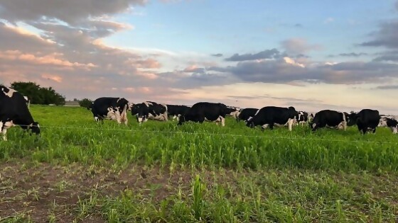 Gastal: alto índice de temperatura y humedad (ITH) obliga a medidas para evitar pérdida gestacional — Investigación — Dinámica Rural | El Espectador 810