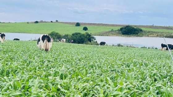 Álvaro Pérez Viazzi: para el productor el año termina con una diferencia enorme en lo climático, pero también en lo financiero — Lechería — Dinámica Rural | El Espectador 810