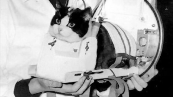 Félicette, la gata espacial — Jardinería Atómica — Humano Curioso | El Espectador 810