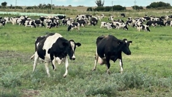 Mario Bidegain: lluvias hasta el viernes, con mayores volúmenes en centro y norte  — Clima — Dinámica Rural | El Espectador 810