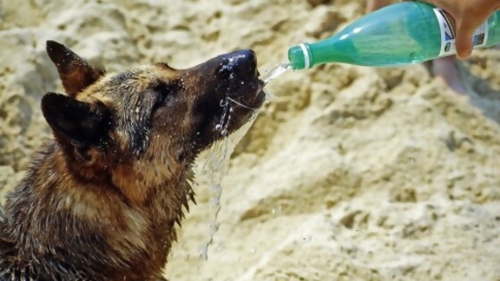 Tips para combatir la ola de calor en nuestras mascotas — Tu mascota te quiere decir algo — Paren Todo | El Espectador 810