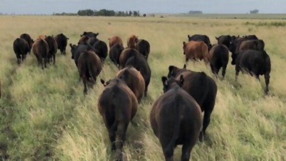 De Freitas: campaña de garrapata tendrá cambios con foco en la inocuidad — Sanidad — Dinámica Rural | El Espectador 810