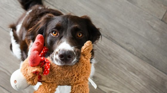 Me quiere, no me quiere… — Tu mascota te quiere decir algo — Paren Todo | El Espectador 810