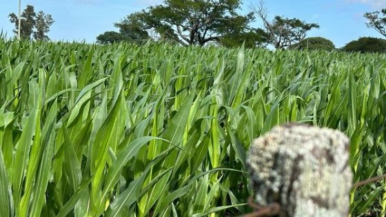 Cisneros: la semana continúa sin lluvias y con ascenso de temperaturas — Clima — Dinámica Rural | El Espectador 810