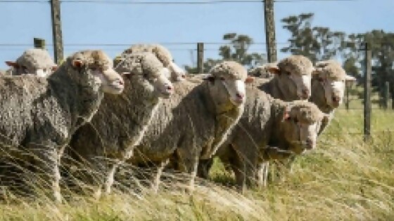 80 carneros y 400 hembras en segunda edición de Genética predecible de Talitas y El Pampero  — Zafra — Dinámica Rural | El Espectador 810