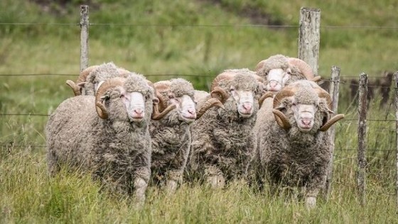 19° remate anual de Los Manantiales con 90 carneros y 240 vientres en pista — Mercado Lanero — Dinámica Rural | El Espectador 810