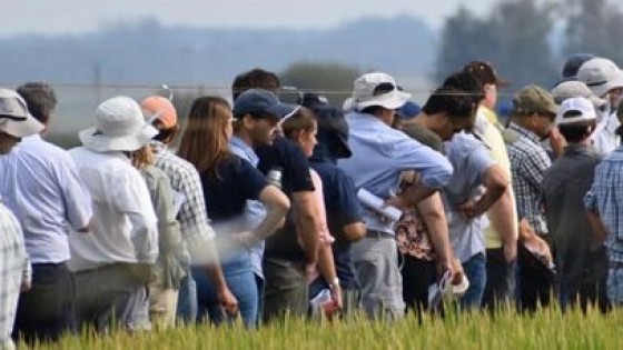 El 29 de febrero INIA tendrá su tradicional día de campo sobre inicio de la cosecha arrocera — Investigación — Dinámica Rural | El Espectador 810