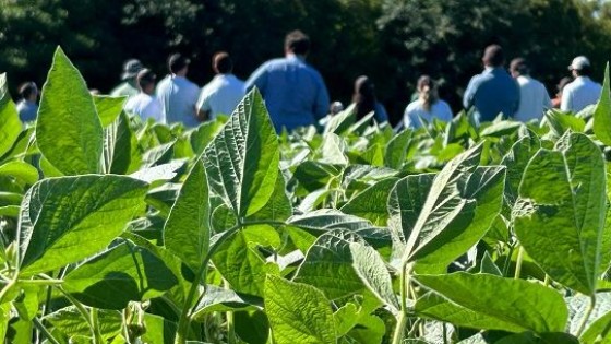 Peralba: el cambio climático ha generado la presencia de plagas no habituales en este territorio — Cultivos de verano — Dinámica Rural | El Espectador 810