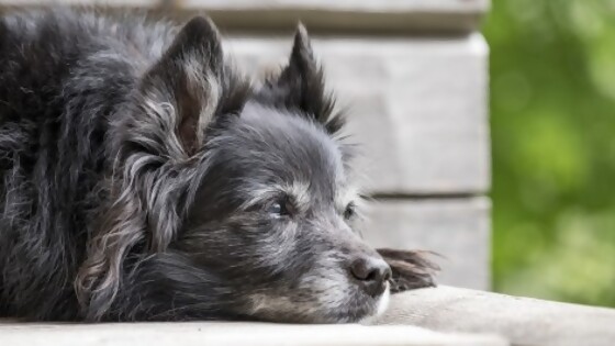 Recomendaciones para cuando el perro está viejo — Tu mascota te quiere decir algo — Paren Todo | El Espectador 810