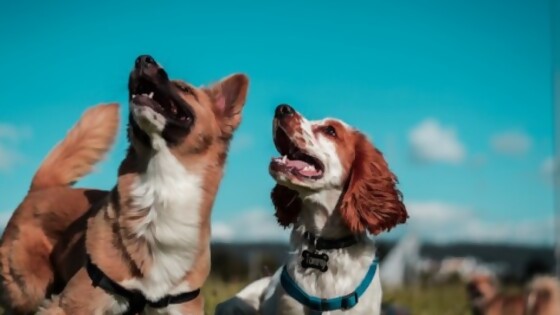 Combatimos los primeros frescos — Tu mascota te quiere decir algo — Paren Todo | El Espectador 810