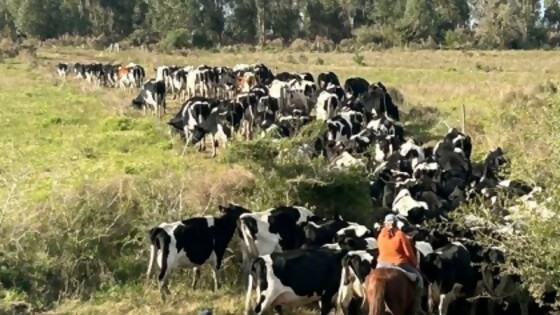 Zavala: ‘‘es difícil, pero tenemos que tener la capacidad de sacar la cabeza de la coyuntura’’ — Lechería — Dinámica Rural | El Espectador 810