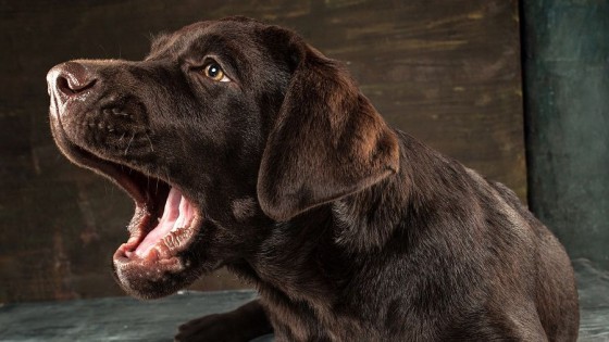 Agresividad de Firu en casa — Tu mascota te quiere decir algo — Paren Todo | El Espectador 810