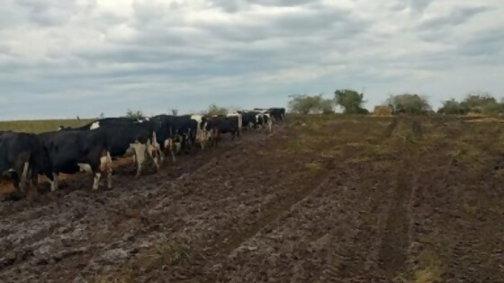 Magela Santoro: ir hacia el encierro “no es sólo hacer el galpón” — Lechería — Dinámica Rural | El Espectador 810