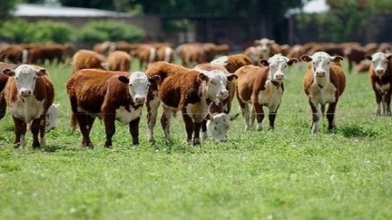 Charla abierta en local Chiflero con foco en seguridad rural y sanidad   — Audios — Dinámica Rural | El Espectador 810