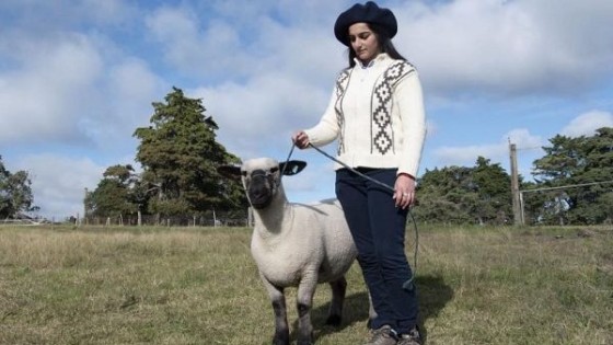 La cordera Agraria Serena, de UTU, viaja hoy a Argentina para participar el 23 en Expo Palermo — Exposiciones — Dinámica Rural | El Espectador 810