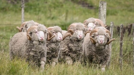 Santiago Onandi: un escenario con mejores perspectivas, más allá de los valores  — Mercado Lanero — Dinámica Rural | El Espectador 810