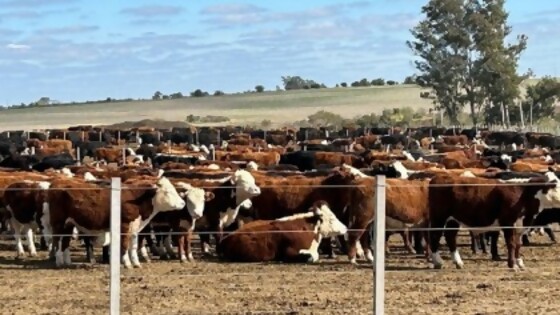 Restaino: una de las actividades ganaderas más destacadas del año — Investigación — Dinámica Rural | El Espectador 810